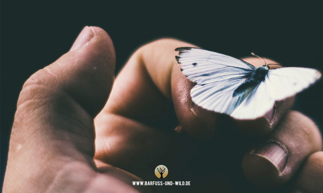Auch wir Menschen müssen in den Kokon, um der Schmetterling zu werden