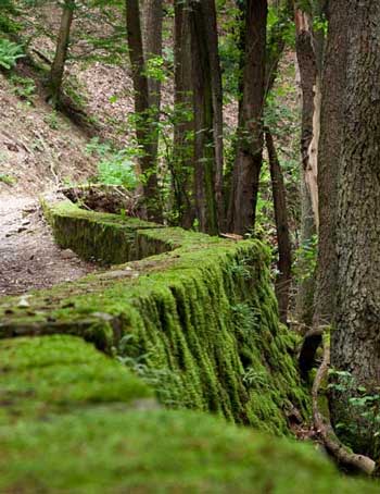 Morgenbachtal